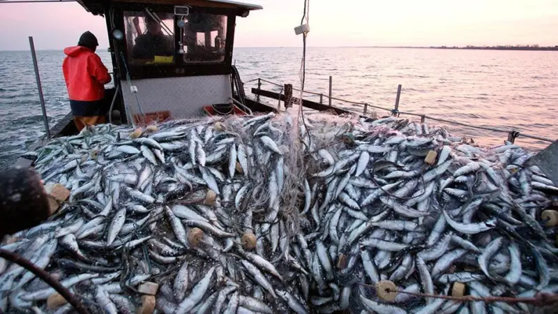 All EU vessels now have to report all landings under the recently reformed Common Fisheries Policy © European Commission