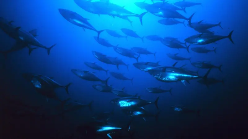 The PNA and ISSF have agreed to cooperate in support of domestic fisheries