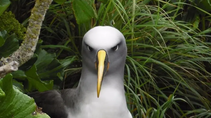 Southern Buller's Albatross ©Tamar Wells
