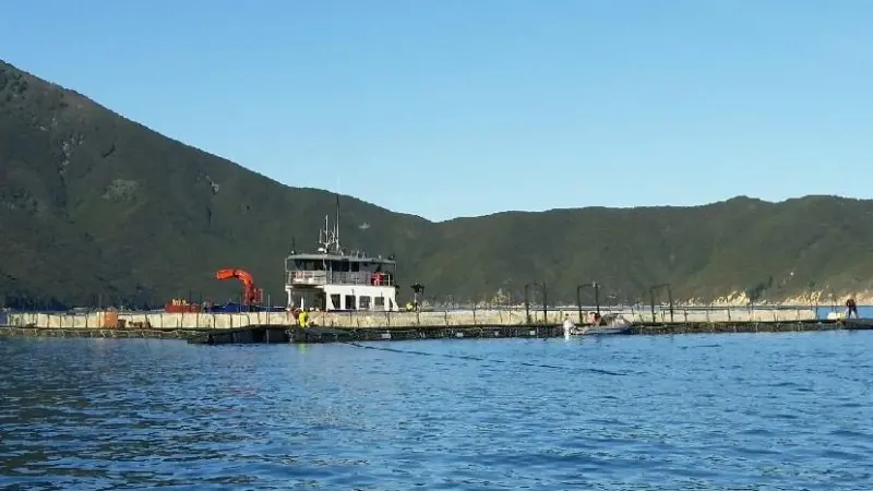 New Kopaua farm, Pelorus Sound