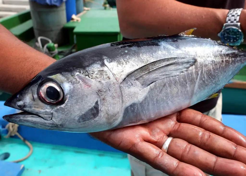 Yellowfin tuna. Credit: Food Stories via flickr/CC BY 2.0