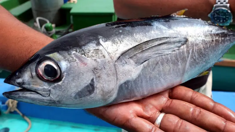 Yellowfin tuna. Credit: Food Stories via flickr/CC BY 2.0