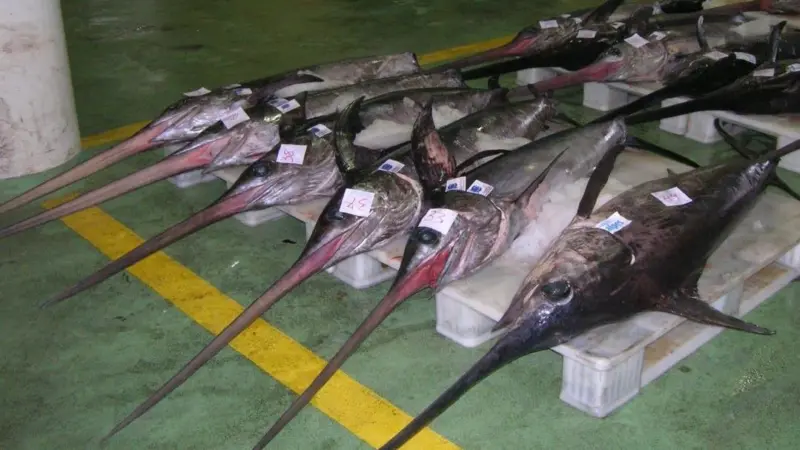 Swordfish auction. Credit: José Antonio Gil Martínez/CC BY 2.0, via Wikimedia Commons