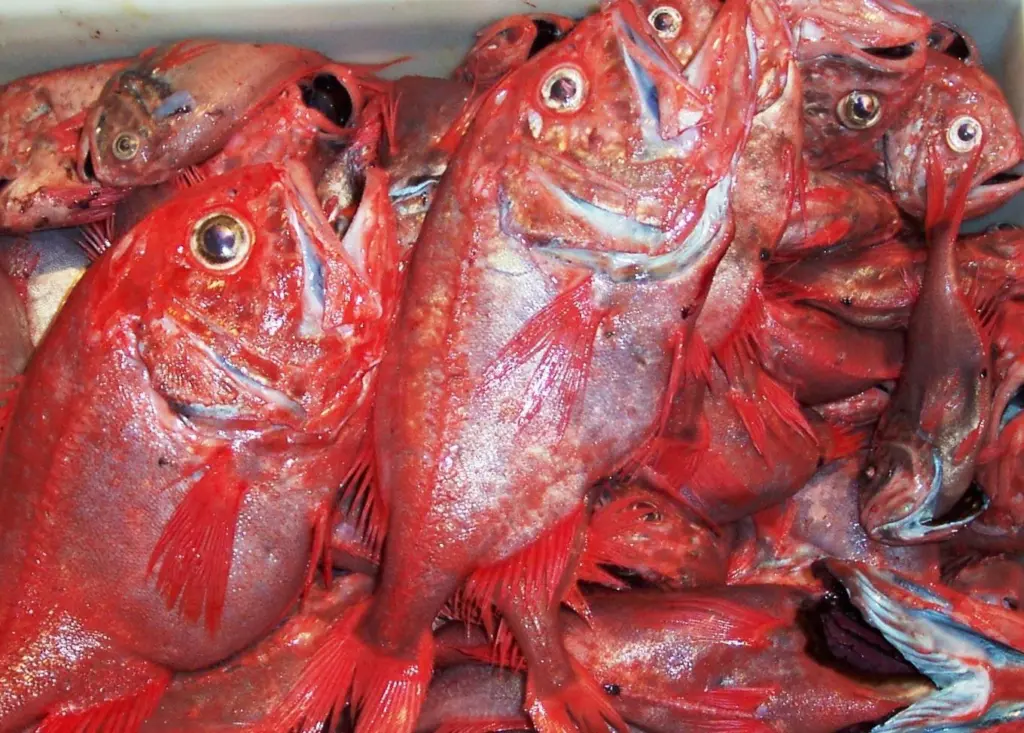 Orange roughy. Credit: Stephen McGowan, Australian Maritime College, 2006/Marine Photobank