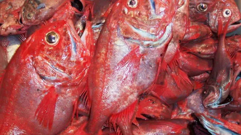 Orange roughy. Credit: Stephen McGowan, Australian Maritime College, 2006/Marine Photobank