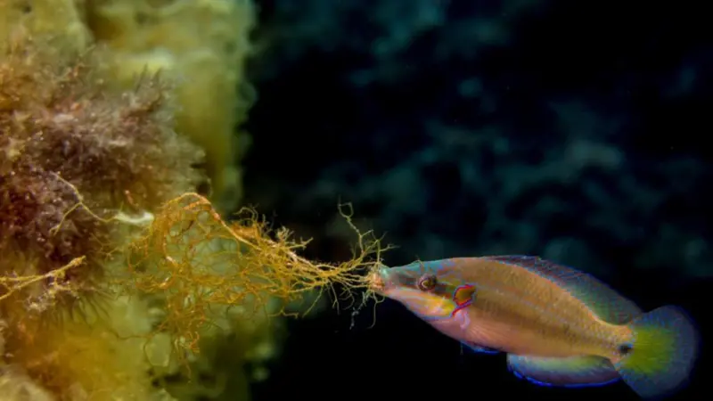 Ocellated wrasse: Credit: Natascia Tamburello