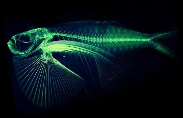 A scan of the spotfin hatchetfish