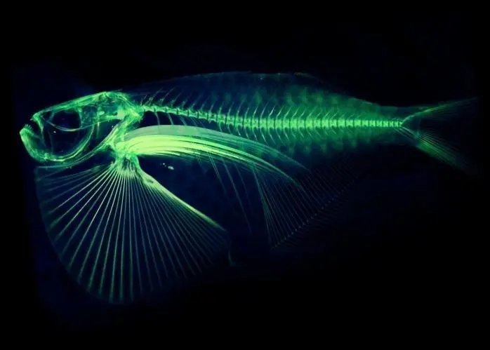 A scan of the spotfin hatchetfish