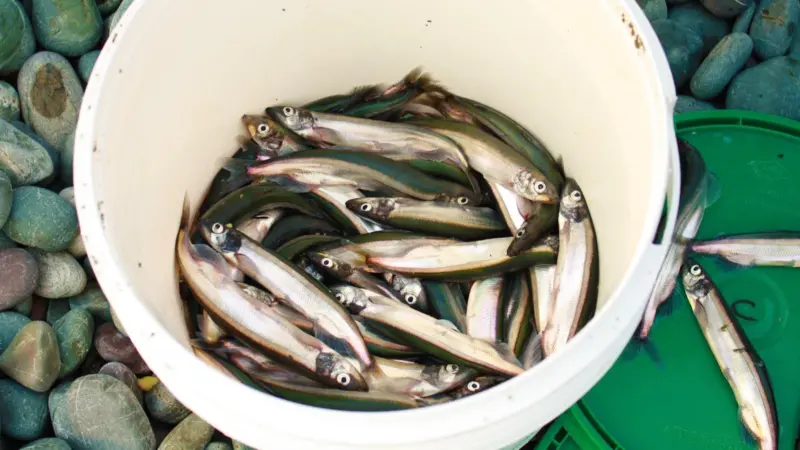 Supplies of forage fish such as capelin are in short supply in Canadian fisheries Photo: © Steph Nicholl