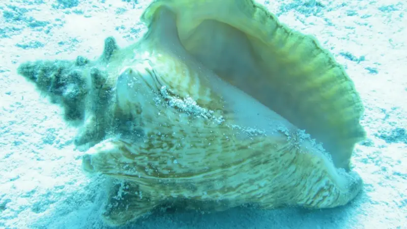 Local consumption of conch is close to the total number allowed to be caught under ‘sustainable’ limits Photo: NOAA