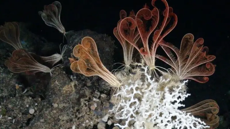 Deep-sea coral (Madrepora oculata) and crinoids (Leptometra phalangium). Credit: Oceana © LIFE BaHAR for N2K