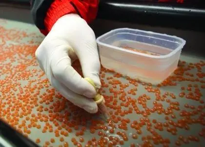 Benchmark is a leading provider of technical genetic services for all major farmed species Photo: Benchmark Holdings plc