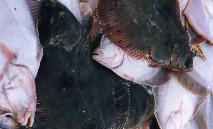 00_65453_Plaice