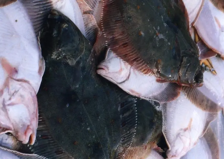 00_65453_Plaice