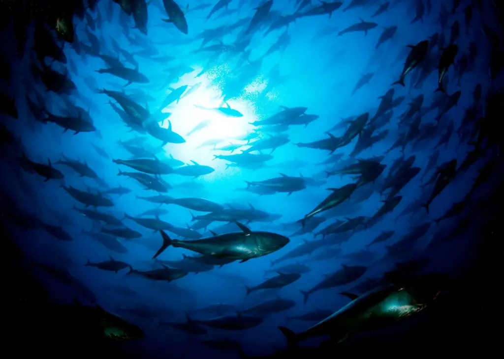 The Pacific Bluefin tuna stock is on the brink of collapse Photo: Marco Carè/Marine Photobank