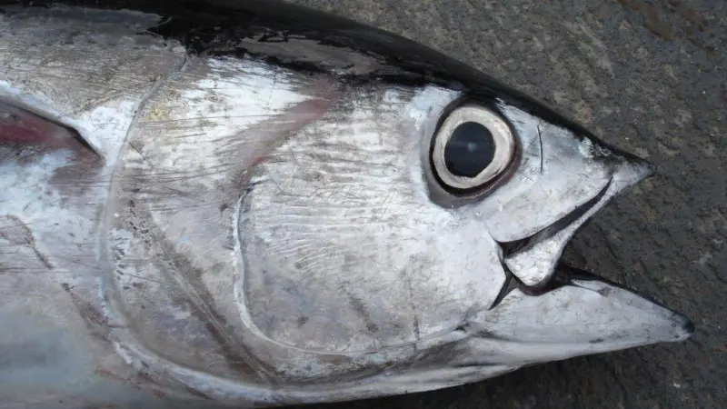 Eastern Pacific Ocean (EPO) bigeye tuna is still overfished Credit: Allen Shimada, NOAA NMFS OST
