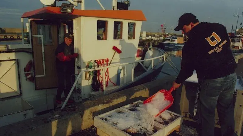 Landing Baltic cod
