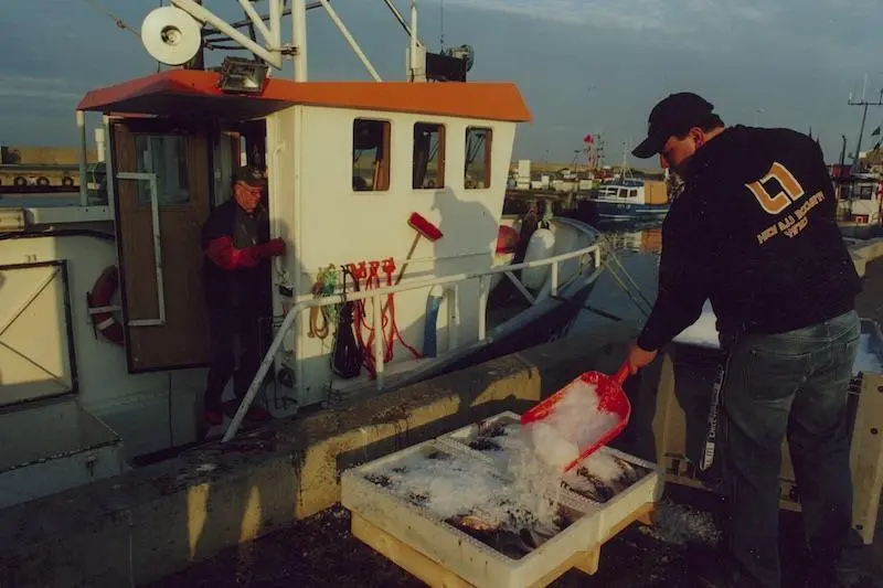 Landing Baltic cod