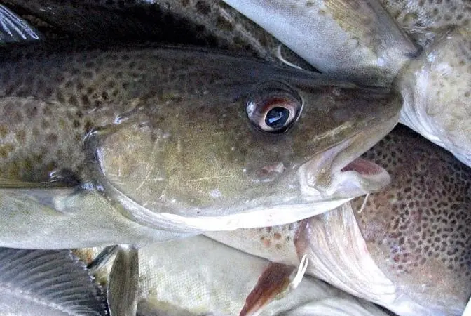 Europêche has hit back at Commission's proposed cuts to Baltic Cod
