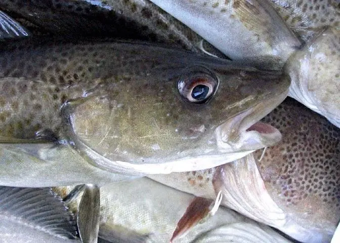 Europêche has hit back at Commission's proposed cuts to Baltic Cod