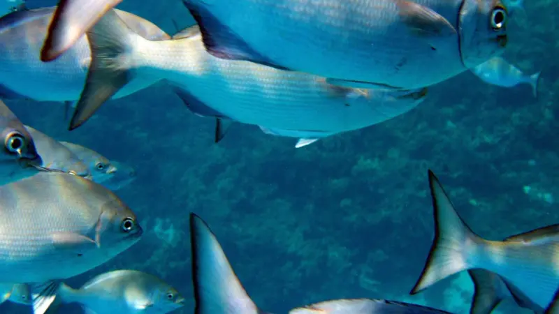 The Papahanaumokuakea Marine National Monument is a World Heritage listed US National Monument