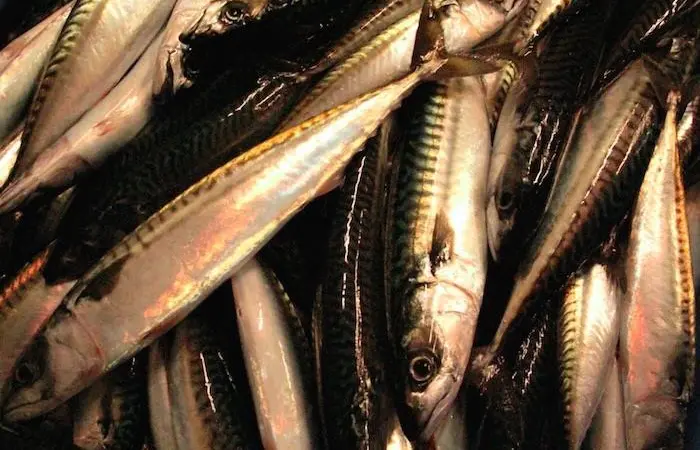 Positive pelagic advice