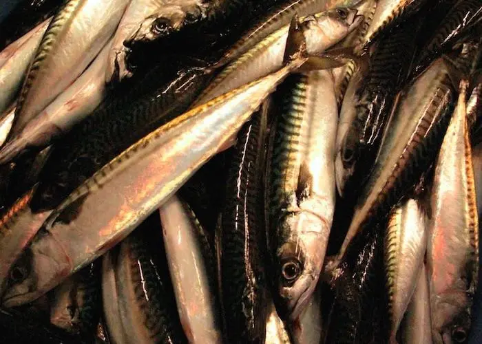 Positive pelagic advice