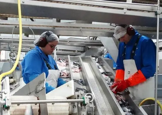 Síldarvinnslan's factory in Neskaupstaður is working at full speed