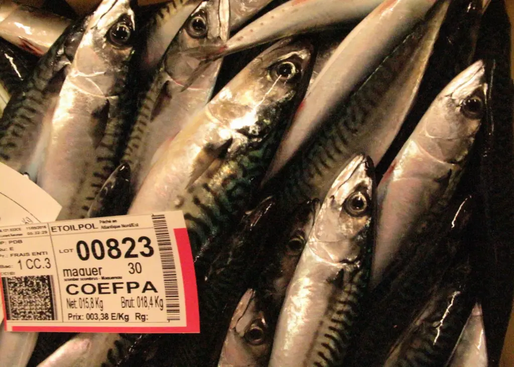 Scottish fishermen will have increased catching opportunities for north-east Atlantic mackerel in 2017