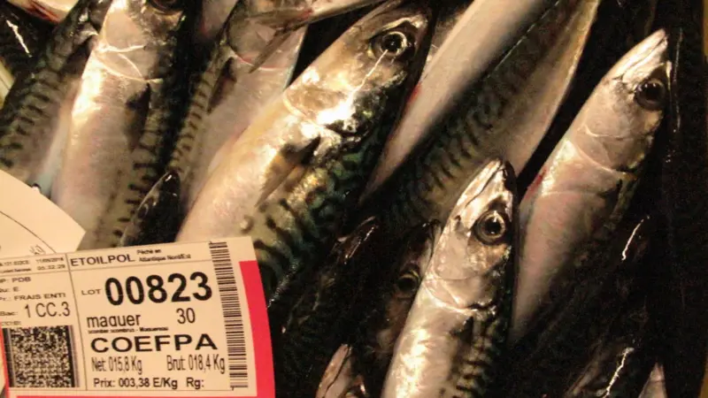Scottish fishermen will have increased catching opportunities for north-east Atlantic mackerel in 2017