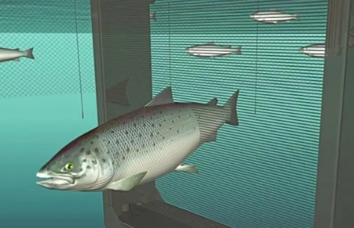 Vaki is focused on the design and manufacture of fish handling, counting and grading solutions