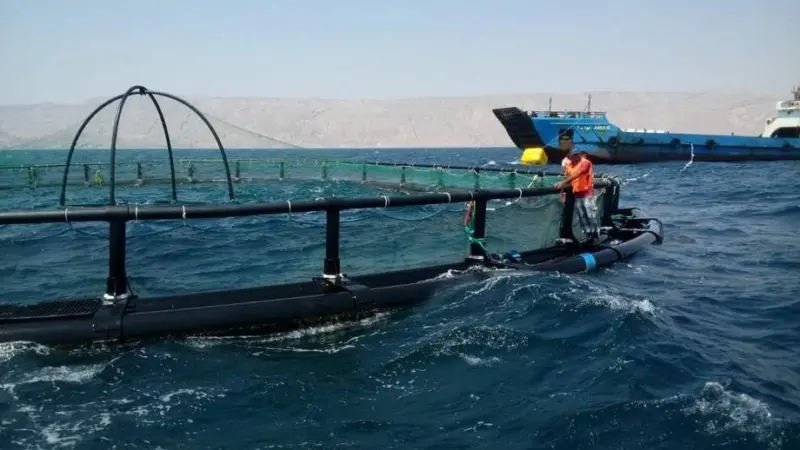 The Islamic Republic of Iran is one of the most important aquaculture producing countries in the Persian Gulf Region Photo: FAO
