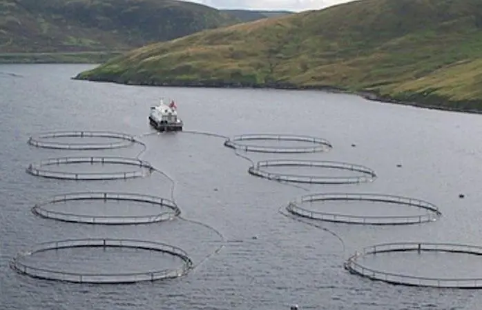 New strategy to double size of Scotland’s aquaculture sector