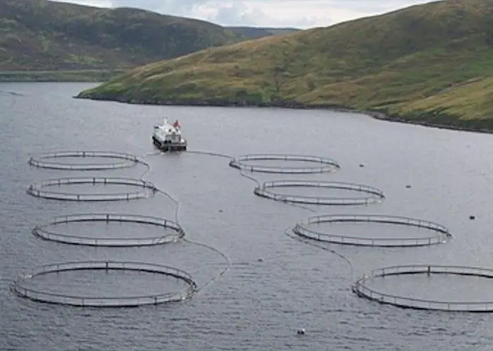 New strategy to double size of Scotland’s aquaculture sector