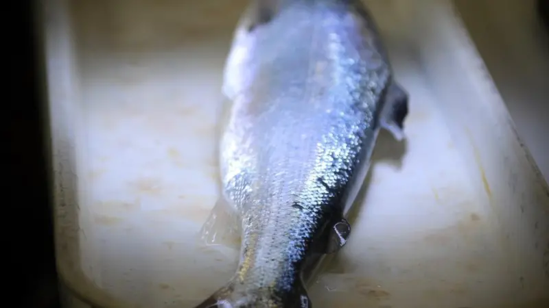 Drive to increase harvests of Scottish salmon has received a £1.76m boost