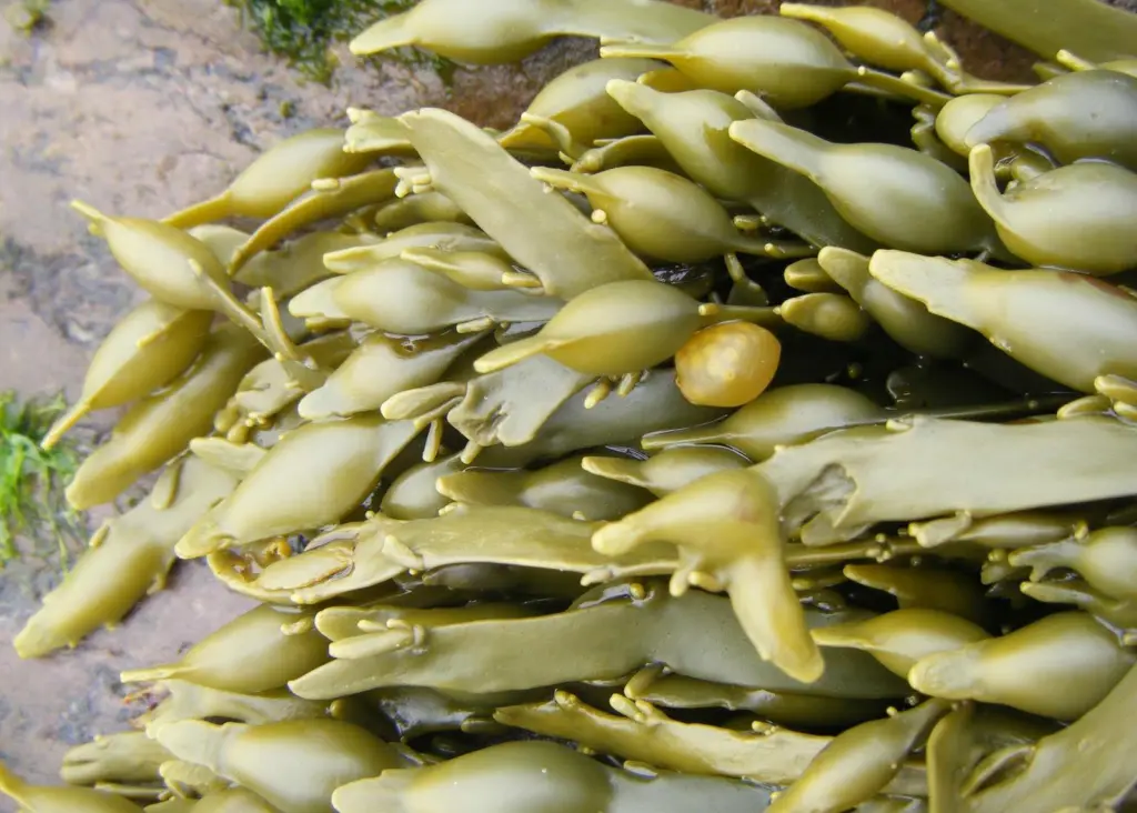 NETZSCH has a smart pump solution to convey de-watered Ascophyllum Nodosum
