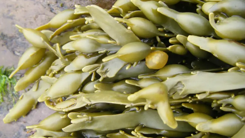 NETZSCH has a smart pump solution to convey de-watered Ascophyllum Nodosum