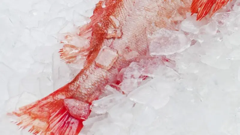 The unit of certification includes the Icelandic Golden redfish commercial fishery