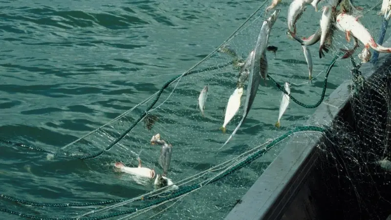 AFMA is developing a Protected Species Strategy for Seabirds