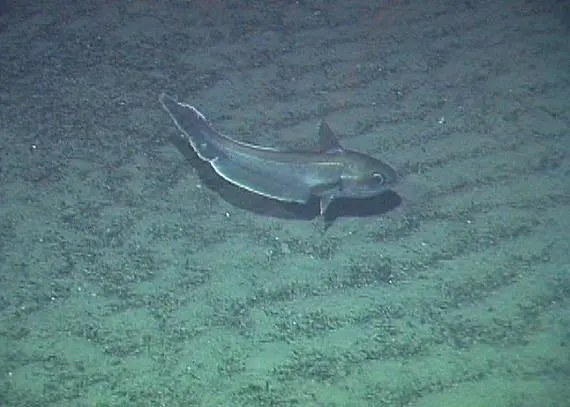 The agreement reduces the TACs of most stocks including all stocks of roundnose grenadier Photo: NOAA