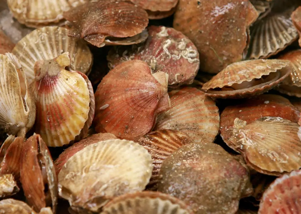 Australian study finds that seismic surveys kill scallops