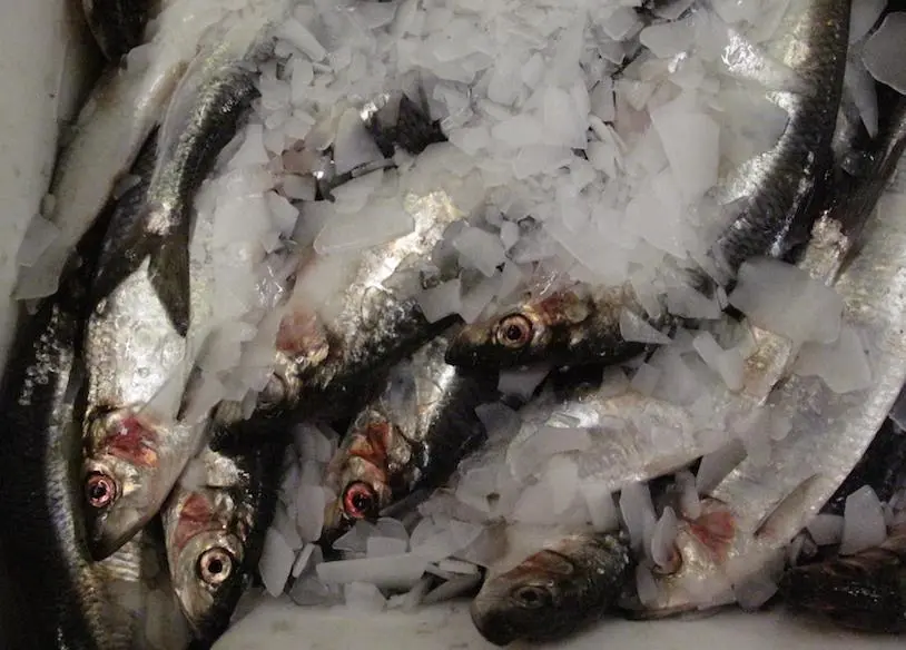 Annual catch for the 4VWX purse seine herring fishery is 50,000 metric tonnes