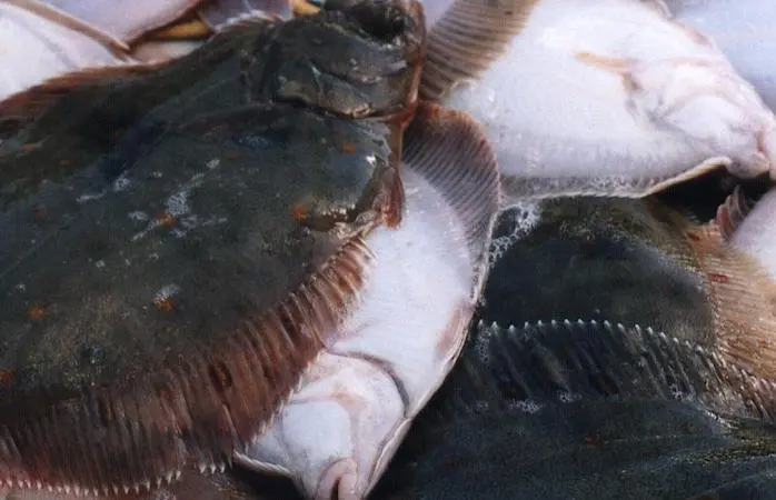 Plaice