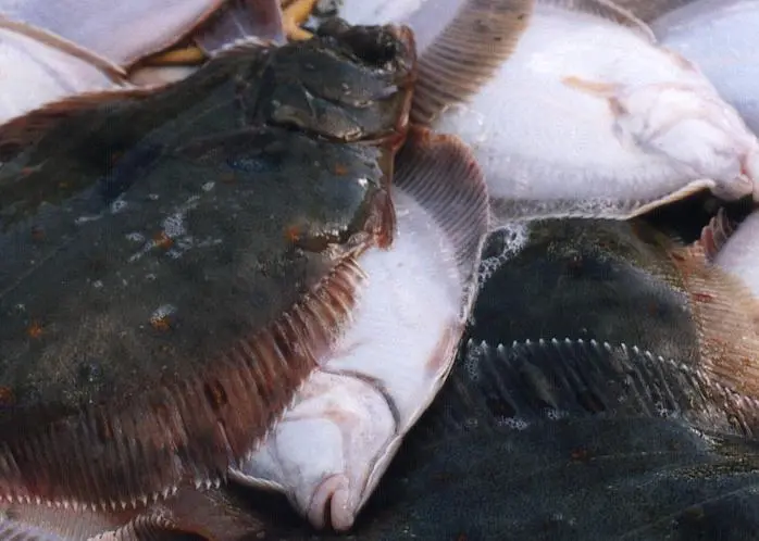 Plaice