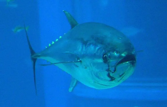Northern Bluefin