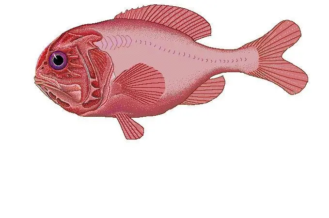 Orange Roughy
