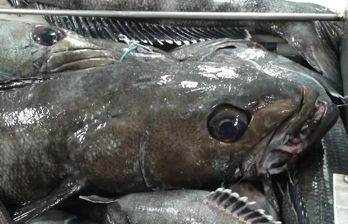 toothfish
