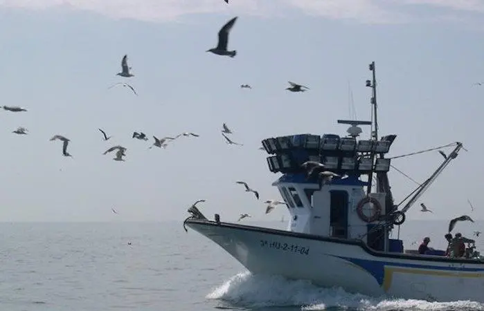EuropecheBirds