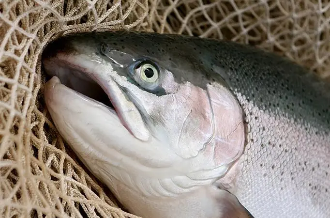 Rainbow trout eggs with increased flavobacteriosis resistance