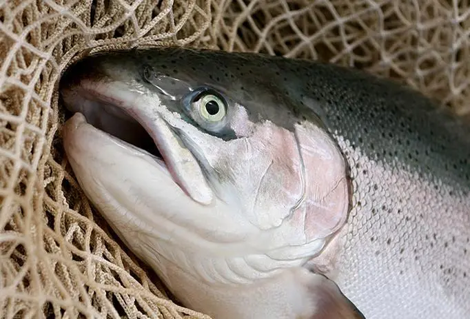 Rainbow trout eggs with increased flavobacteriosis resistance